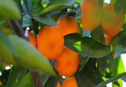 Enflasyon canavarı mandalina