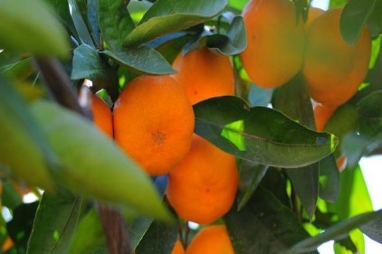 Enflasyon canavarı mandalina