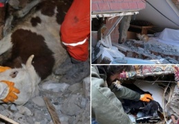 “Enkaz altında binlerce hayvan var ve hâlâ yaşıyorlar”