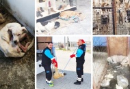 Erdoğan hedef gösterdi: Sokak hayvanları toplatılıyor