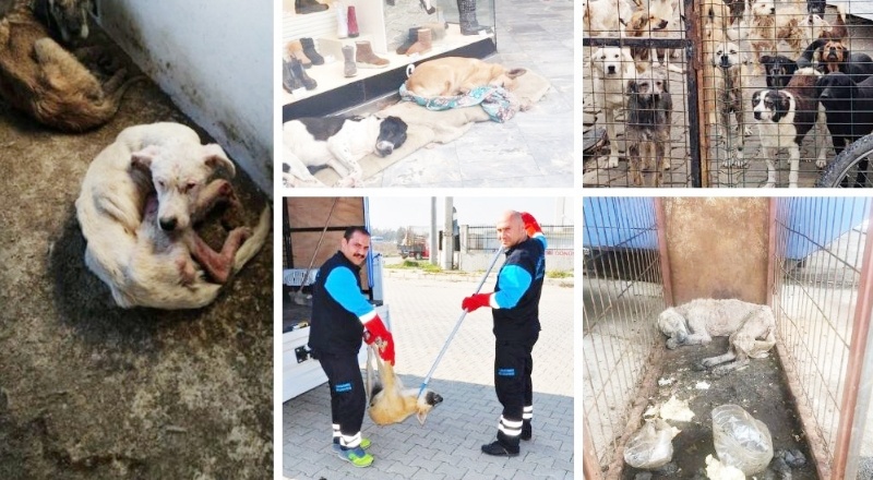 Erdoğan hedef gösterdi: Sokak hayvanları toplatılıyor