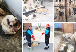 Erdoğan hedef gösterdi: Sokak hayvanları toplatılıyor