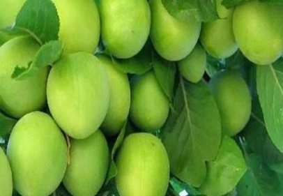 Erik 200 liradan 50 kuruşu yuvarlandı