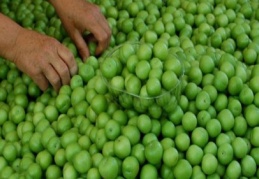 Erik, seyyar satıcıda 10, pazarda 20 TL’den satılıyor