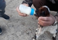 Erken doğan kuzuya bebek gibi bakıyorlar