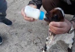 Erken doğan kuzuya bebek gibi bakıyorlar