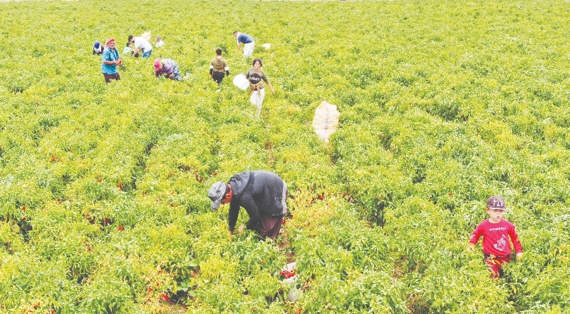 “Erken ekip, erken hasada başladık”