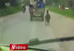 Eşeğe insanlık dışı uygulama !