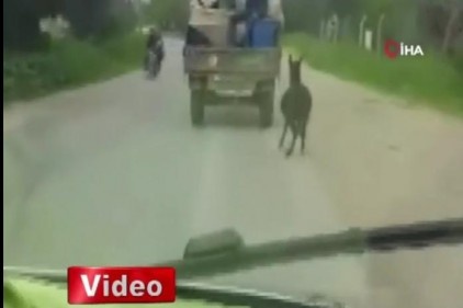 Eşeğe insanlık dışı uygulama !