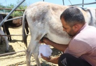 Eşek sütünden ayda 10 bin lira kazanıyor
