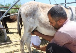 Eşek sütünden ayda 10 bin lira kazanıyor