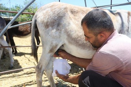 Eşek sütünden ayda 10 bin lira kazanıyor