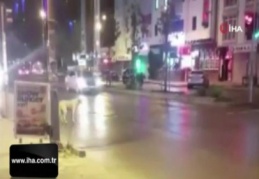 Esenyurt'ta kırmızı ışıkta bekleyen köpek kameralara yansıdı