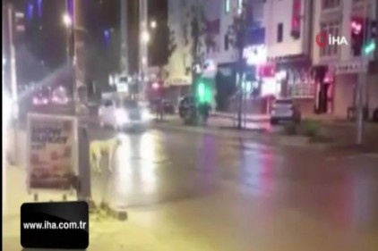 Esenyurt&#039;ta kırmızı ışıkta bekleyen köpek kameralara yansıdı