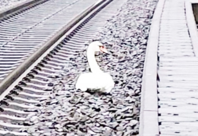Eşinin 'yasını tutan' kuğu, 20 tren seferinin rötar yapmasına neden oldu