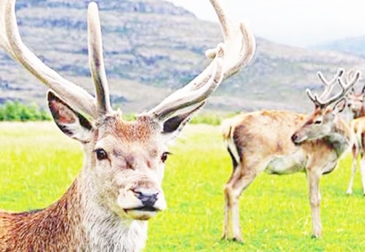 Eskişehir'de 18 kızıl geyik vurulacak!
