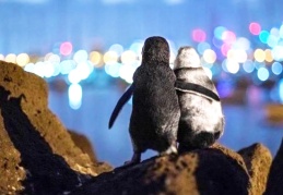 Eşlerini kaybetmiş iki penguenin tesellisi, fotoğraf ödülü getirdi