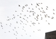 Esnaf, zabıtanın soruna çözüm bulmasını istiyor