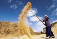 Et ithalatı yüzde 675, buğday ithalatı yüzde 148 arttı 