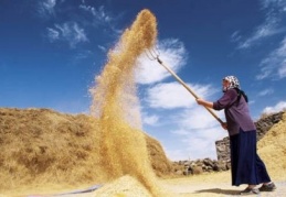 Et ithalatı yüzde 675, buğday ithalatı yüzde 148 arttı 