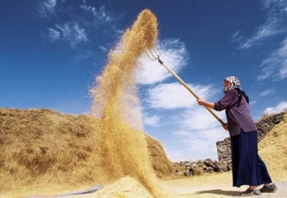Et ithalatı yüzde 675, buğday ithalatı yüzde 148 arttı 