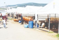 Et ve Süt Kurumu, kurbanlıkları maliyetin altında alacak