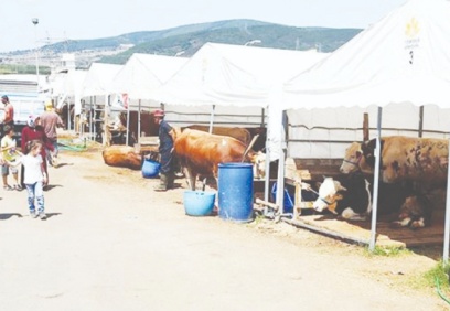 Et ve Süt Kurumu, kurbanlıkları maliyetin altında alacak