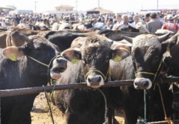 Etrafla ilgisi olan hayvan alın