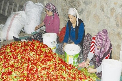 Ev ekonomisine katkı için biber çöpü temizliyorlar