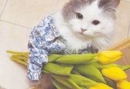 Evcil hayvan sahibi olmak stres azaltıyor