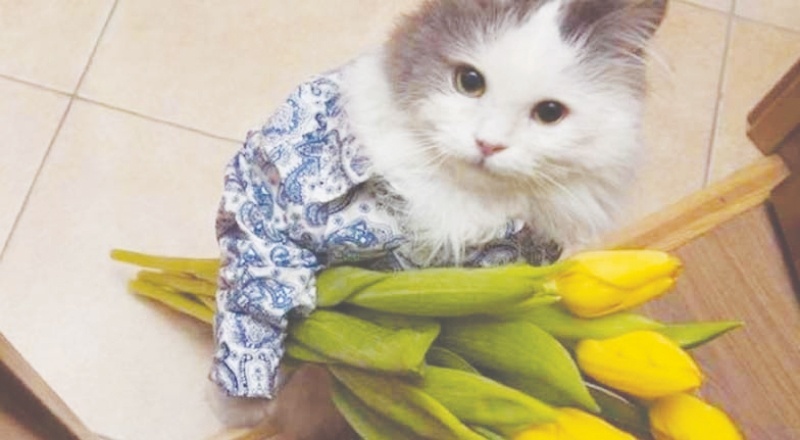 Evcil hayvan sahibi olmak stres azaltıyor