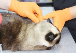 Evcil hayvanlara pasaport ve mikroçip zorunluluğu getirildi