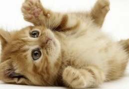 Evcil hayvanlara pasaport ve mikroçip zorunluluğu getirildi