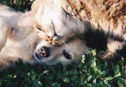 Evcil kedi ve köpeklerde Covid-19 yaygın görülüyor
