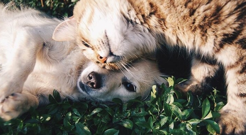 Evcil kedi ve köpeklerde Covid-19 yaygın görülüyor