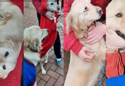 Evden kaçan iki sevimli yaramaz için sahipleri ödül koydu