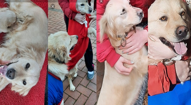 Evden kaçan iki sevimli yaramaz için sahipleri ödül koydu