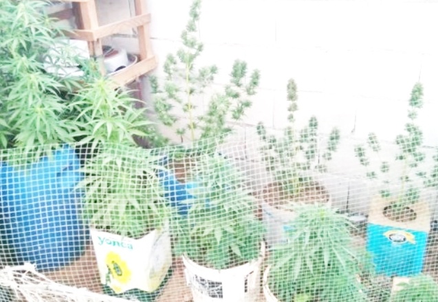 Evin çatısını uyuşturucu serasına çevirdi