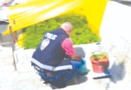 Evin damında sera kurup hint keneviri yetiştirdiler