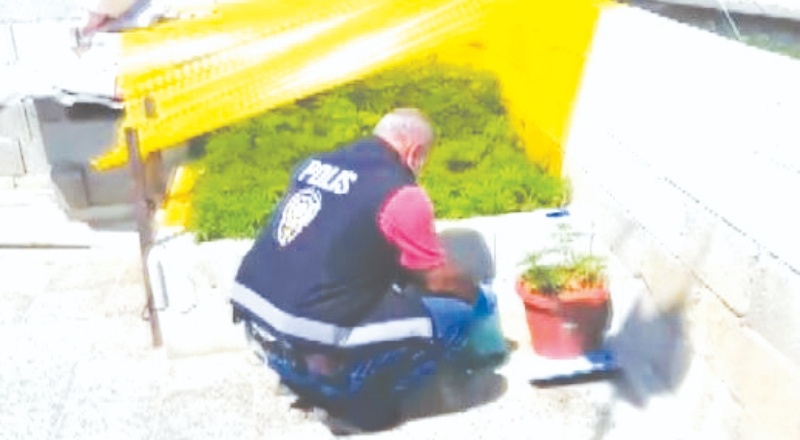 Evin damında sera kurup hint keneviri yetiştirdiler