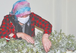 Evinin bir odasında 20 bin adet ipek böceği yetiştirdi