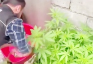 Evlerini uyuşturucu tarlasına çevirmişler