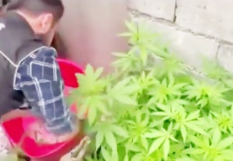 Evlerini uyuşturucu tarlasına çevirmişler