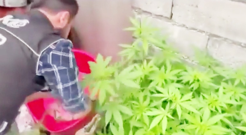 Evlerini uyuşturucu tarlasına çevirmişler