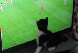 Fanatik kedi 