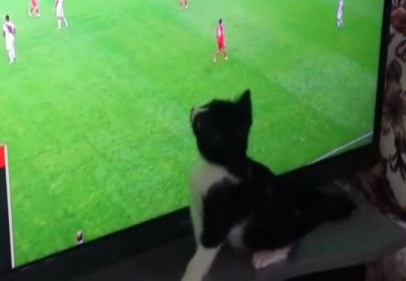 Fanatik kedi 