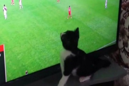 Fanatik kedi 