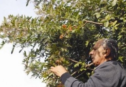 Fethiye’de yetiştirilen Brezilya biberi şifa kaynağı