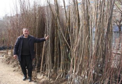 Fidan satıcıları, pazar yeri istiyor