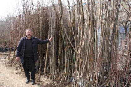 Fidan satıcıları, pazar yeri istiyor